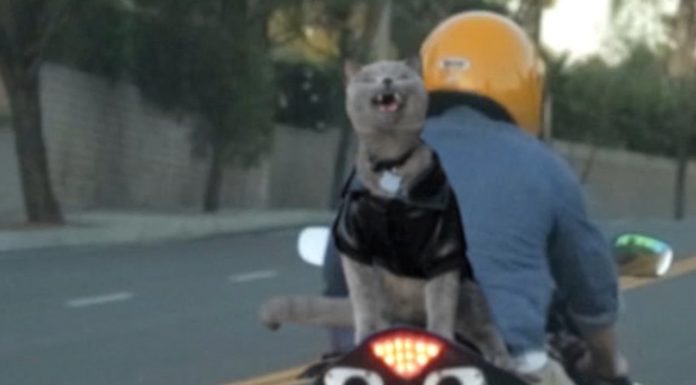 Gatti in moto