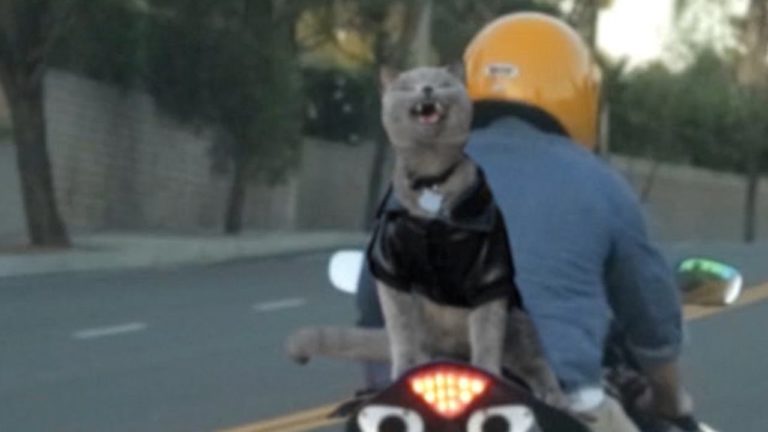 Gatti in moto