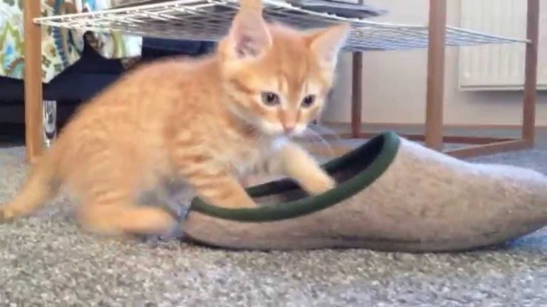 Cucciolo di Maine Coon gioca