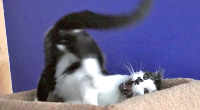 Non trovo la posizione