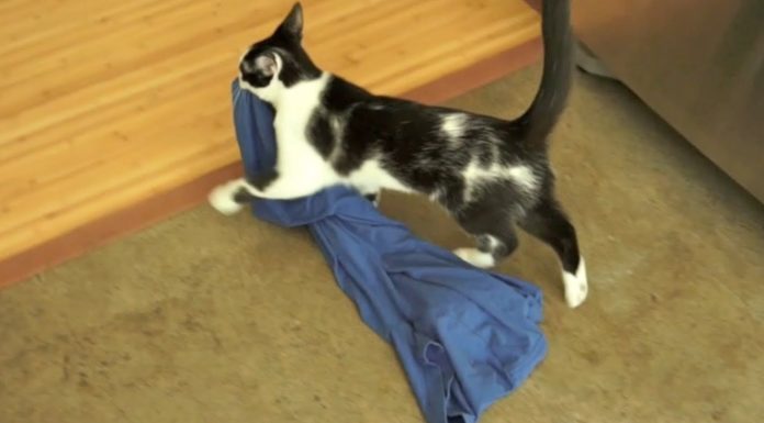 Kodi e la camicia di papà