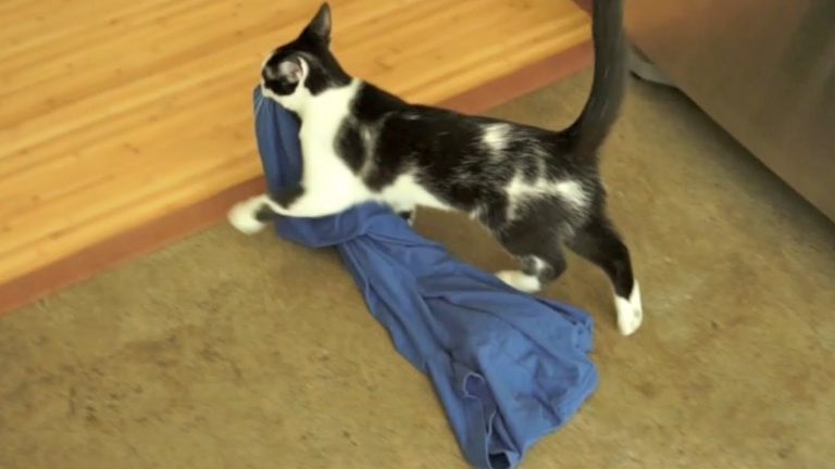 Kodi e la camicia di papà