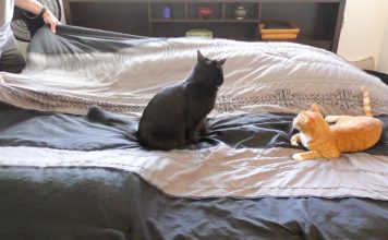 Rifare il letto… con un gatto
