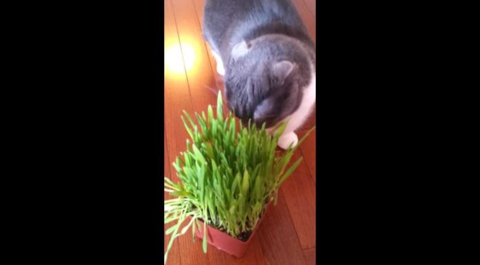 A Munchie piace l’erba gatta