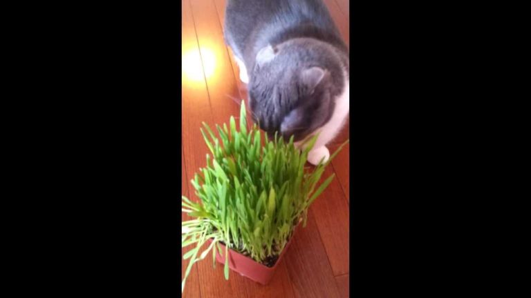 A Munchie piace l’erba gatta