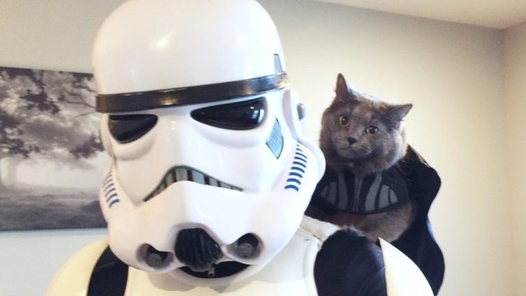 Il mio gatto ha assunto uno Stormtrooper
