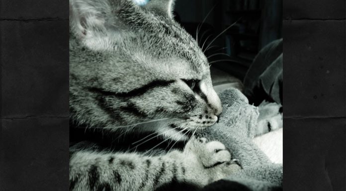 Posizioni bizzarre: gatto innamorato del braccio del suo umano