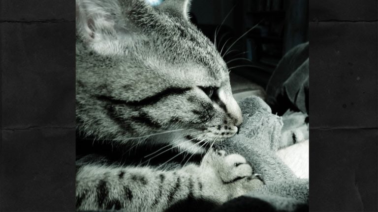 Posizioni bizzarre: gatto innamorato del braccio del suo umano