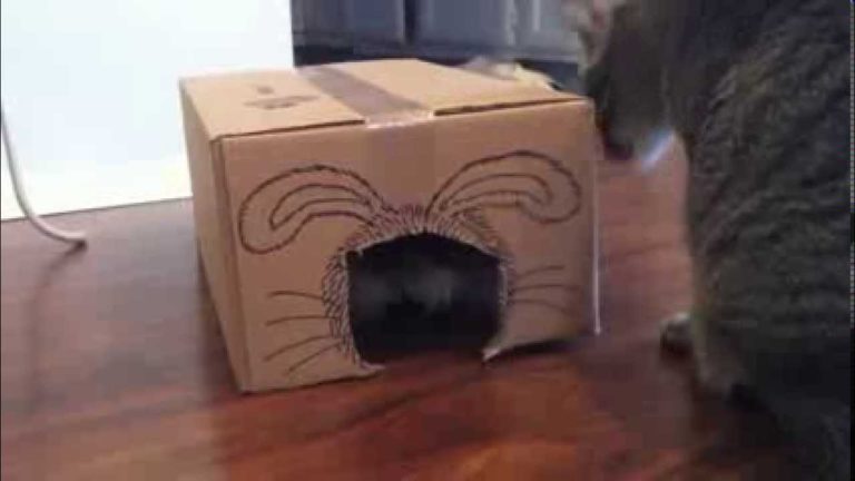 Coniglio vs gatto