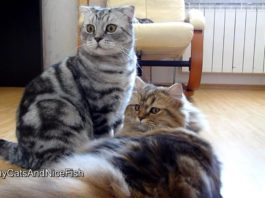 Una giornata con Toffee