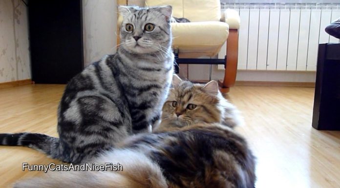 Una giornata con Toffee