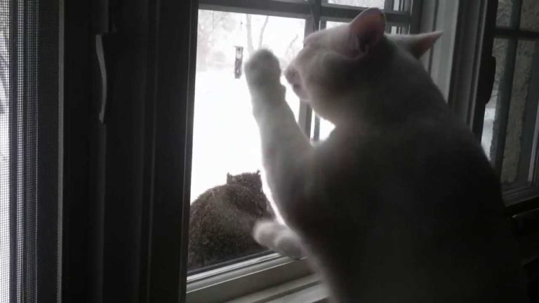 Gatto vs scoiattolo