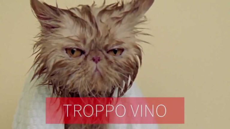 I gatti leccano tutto