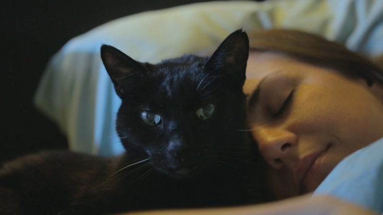 Cosa potrebbe pensare il vostro gatto anziano?