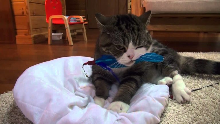 Maru e la sua piuma