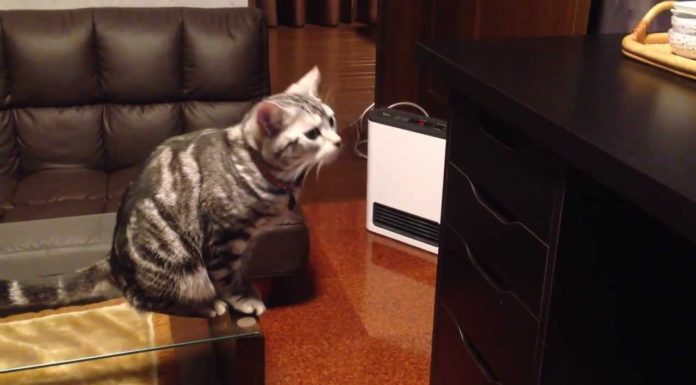 Ma come si aprono i cassetti?