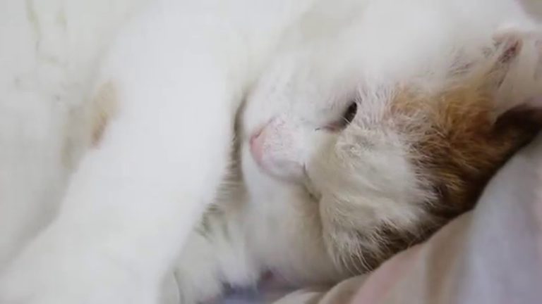Le fusa del gatto