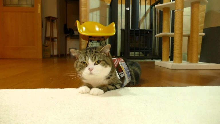 Un nuovo vestito per Maru