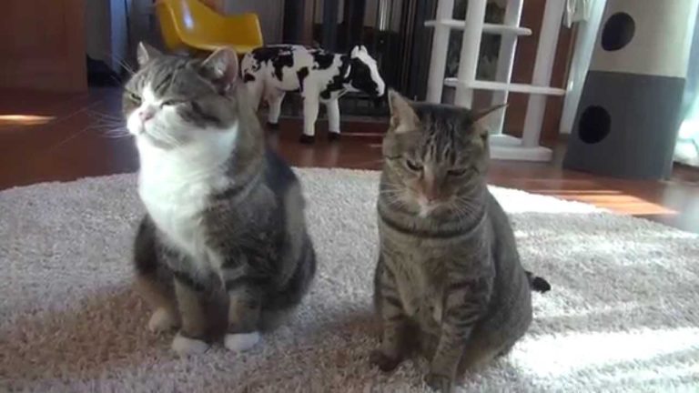 Maru e Hana non si fanno più ingannare