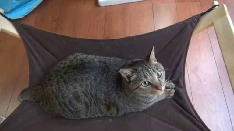 Maru e Hana, amaca per due
