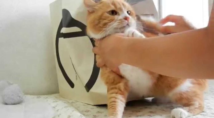 Non voglio essere spazzolato!