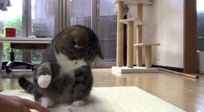 Maru difende il suo gioco