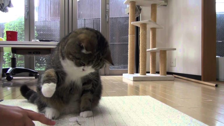 Maru difende il suo gioco