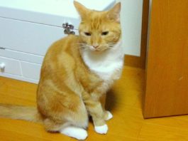 Gatto comprende ciò che gli viene detto