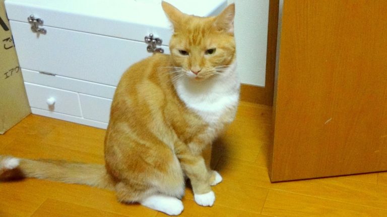 Gatto comprende ciò che gli viene detto