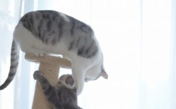 Gatti dispettosi sul tiragraffi