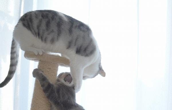 Gatti dispettosi sul tiragraffi