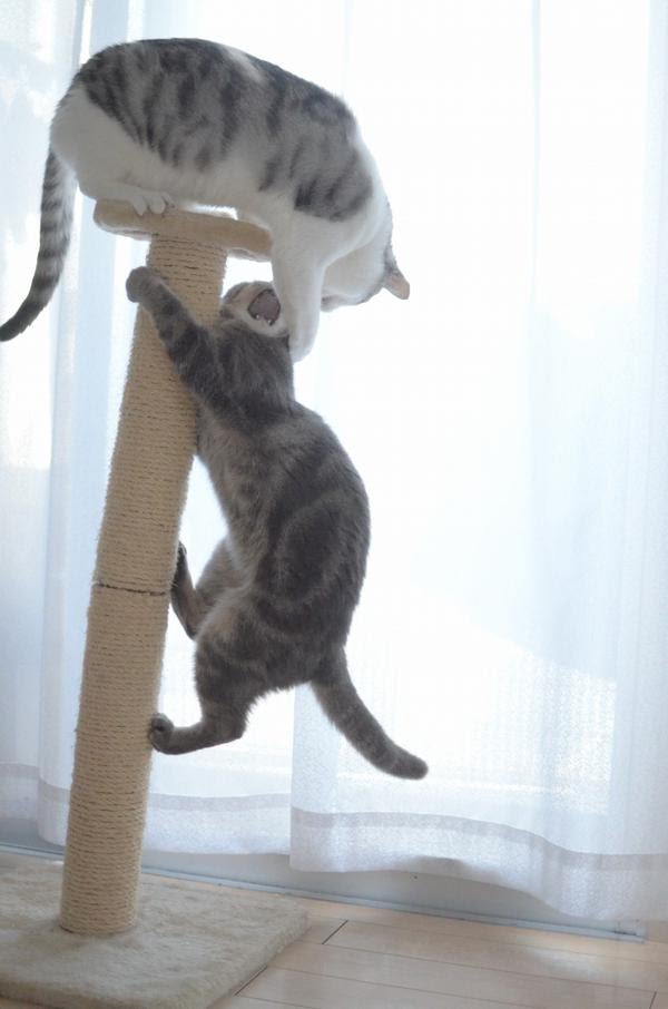 Gatti dispettosi sul tiragraffi