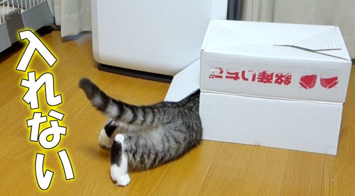 Non riesco a entrare nella scatola