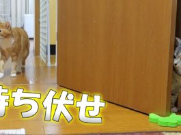 Attacco a sorpresa…