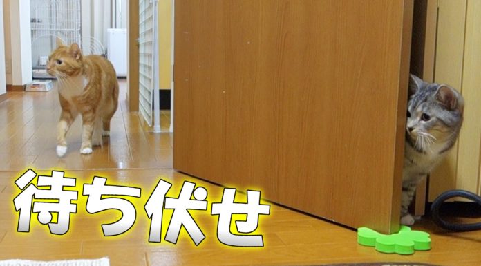 Attacco a sorpresa…