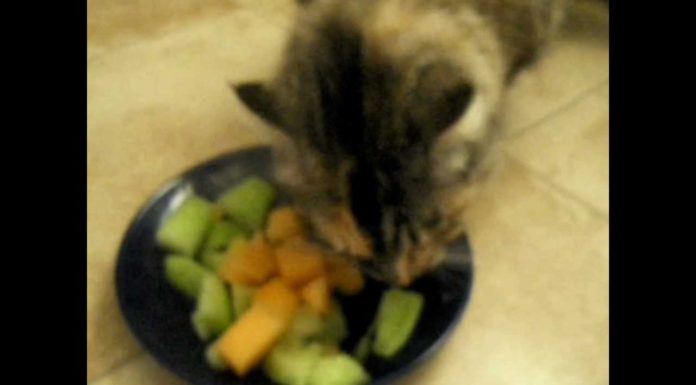 Gatto mangia la frutta