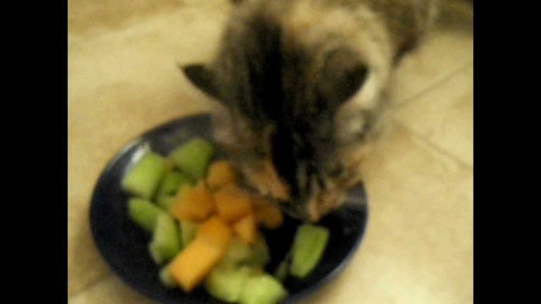 Gatto mangia la frutta