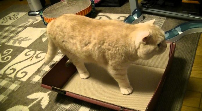 Una nuova cuccia? Non sono convinto