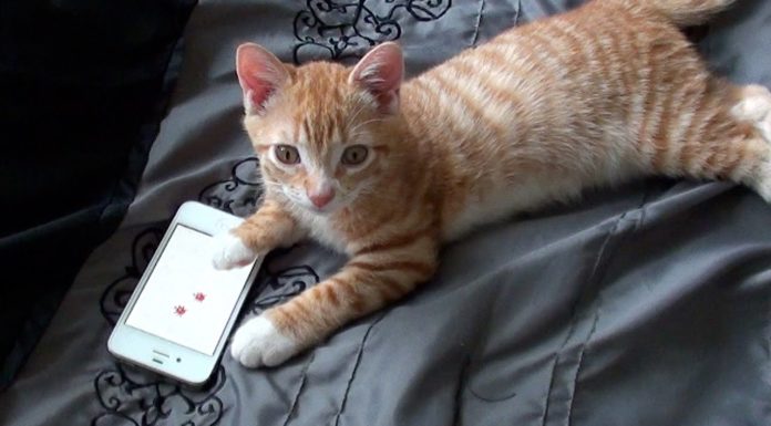 Gattino gioca con iPhone