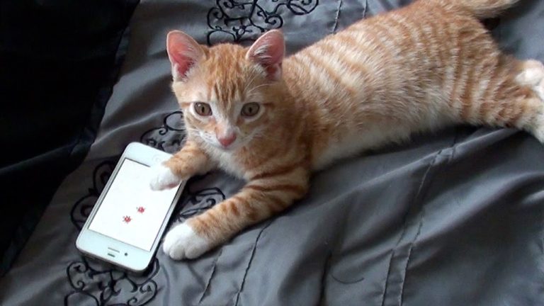 Gattino gioca con iPhone