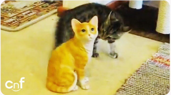 Che bello, un nuovo amico!