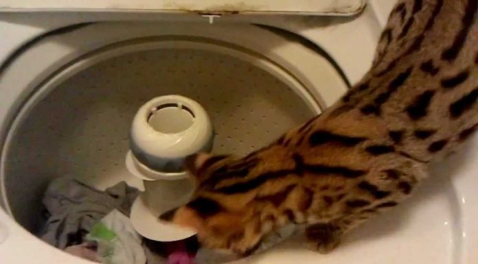 Un aiutante in lavanderia