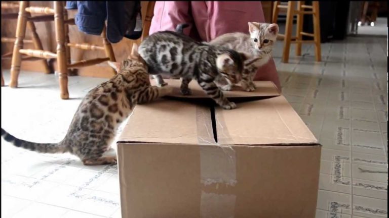 Come trasformare un pomeriggio noioso in puro divertimento