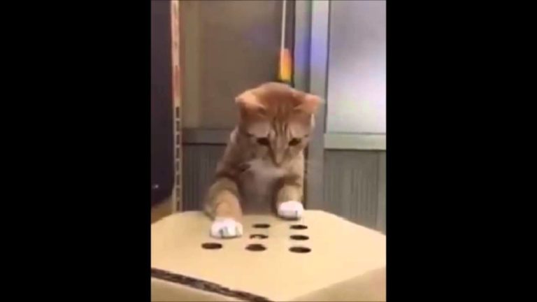 Giochiamo ad “acchiappa la talpa”