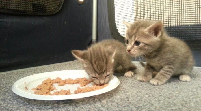 Gattini mangiano per la prima volta la pappa