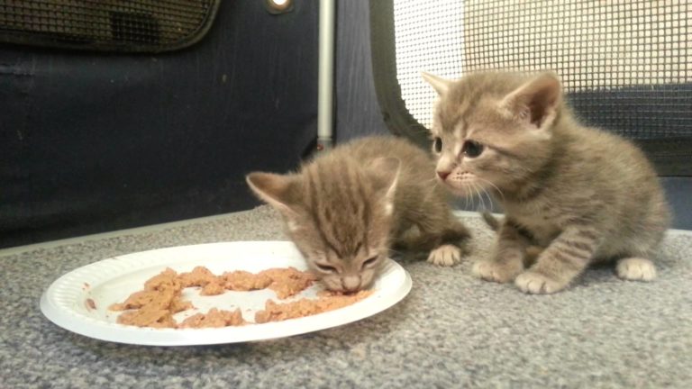 Gattini mangiano per la prima volta la pappa