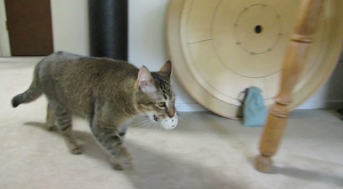 Tranquilli, mi servo da solo