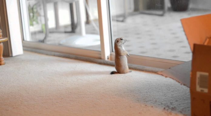 Cane della prateria gioca con gatto