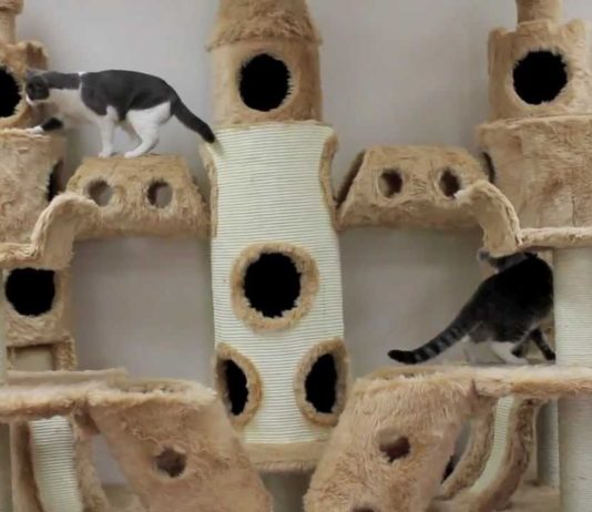 Buckingham Palace per gatti