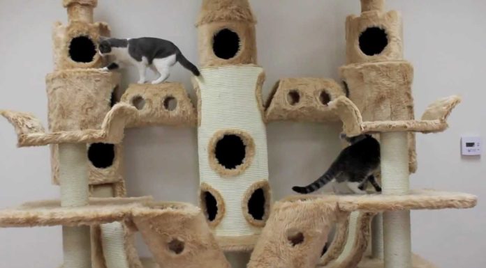 Buckingham Palace per gatti